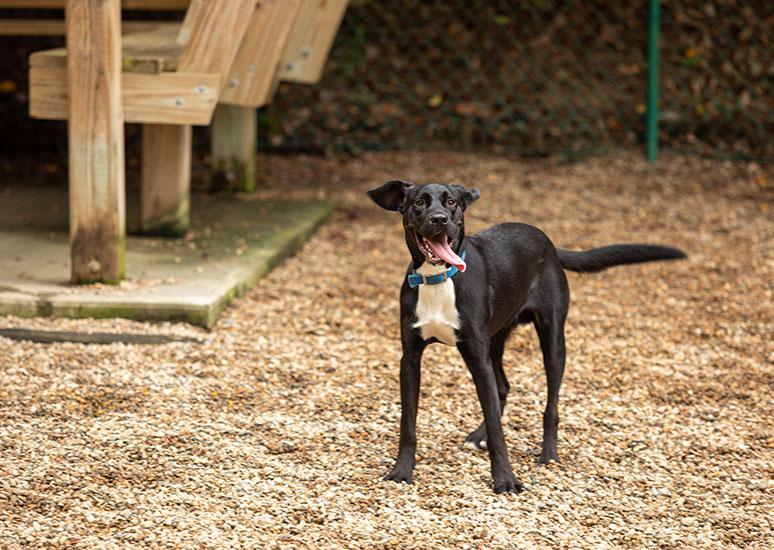 Dog Park