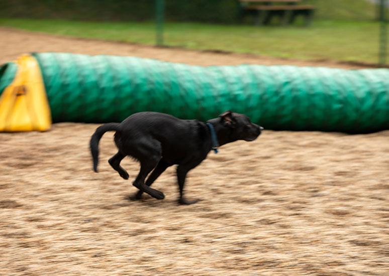 Dog Park